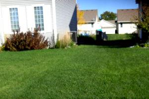 beautiful fertilized lawn