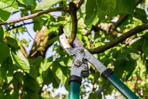 shrub trimming